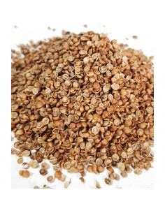 CORIANDO (EN GRANO O MOLIDO)